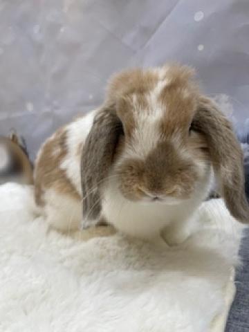 ホーランドロップ