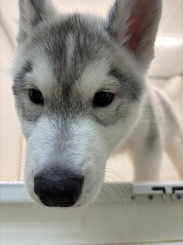 シベリアンハスキー