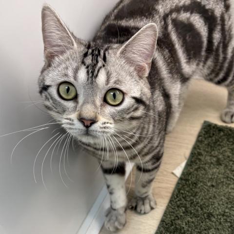 石川県のアメリカンショートヘアー (ペットアミ 津幡店/2025年6月13日生まれ/男の子/シルバータビー)の子猫の2枚目の画像