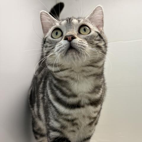 石川県のアメリカンショートヘアー (ペットアミ 津幡店/2025年6月13日生まれ/男の子/シルバータビー)の子猫の3枚目の画像