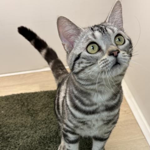 石川県のアメリカンショートヘアー (ペットアミ 津幡店/2025年6月13日生まれ/男の子/シルバータビー)の子猫の4枚目の画像