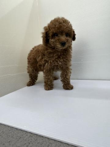 秋田県のトイプードル(トイ) (ペットアミ 本荘インター店/2025年12月6日生まれ/女の子/レッド)の子犬の3枚目の画像