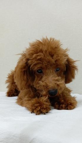 富山県のトイプードル(トイ) (ペットアミ宮野店/2025年10月6日生まれ/男の子/レッド)の子犬の1枚目の画像
