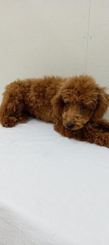 富山県のトイプードル(トイ) (ペットアミ宮野店/2025年10月6日生まれ/男の子/レッド)の子犬の2枚目の画像