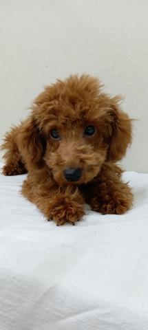 富山県のトイプードル(トイ) (ペットアミ宮野店/2025年10月6日生まれ/男の子/レッド)の子犬の3枚目の画像