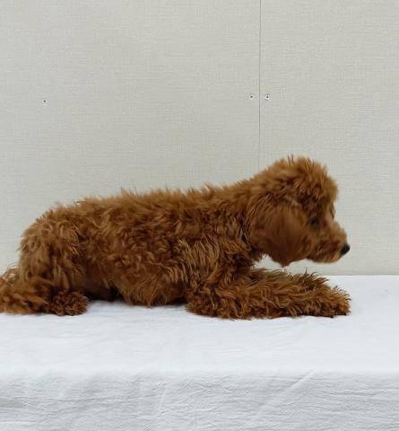 富山県のトイプードル(トイ) (ペットアミ宮野店/2025年10月6日生まれ/男の子/レッド)の子犬の4枚目の画像