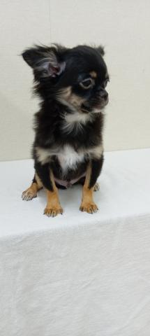 チワワ（ロングコート）