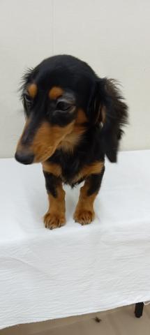 ミニチュアダックスフンド