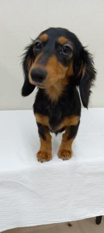 ミニチュアダックスフンド