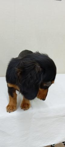 ミニチュアダックスフンド