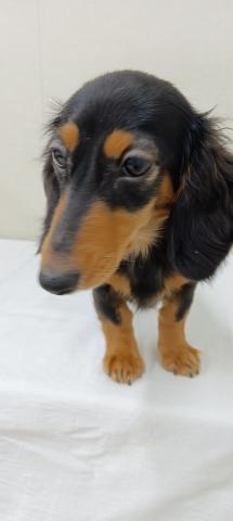 ミニチュアダックスフンド