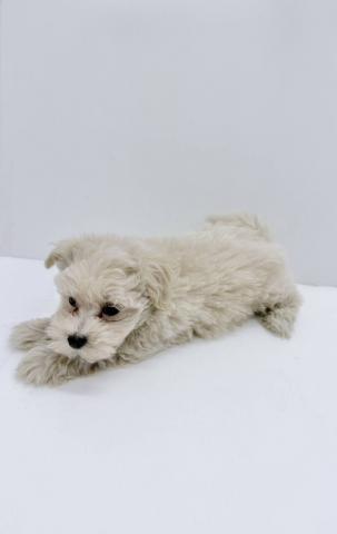 和歌山県のハーフ犬・ミックス犬 (ペットアミ 岩出店/2025年10月12日生まれ/男の子/アプリコット)の子犬の2枚目の画像