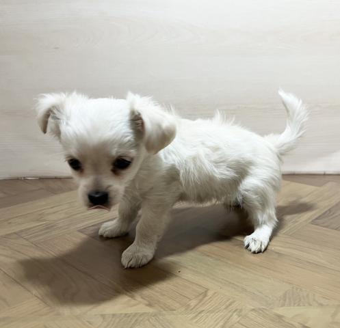 犬ハーフ(チワワ×ミニチュアダックスフンド)