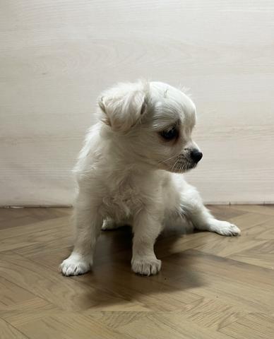 犬ハーフ(チワワ×ミニチュアダックスフンド)