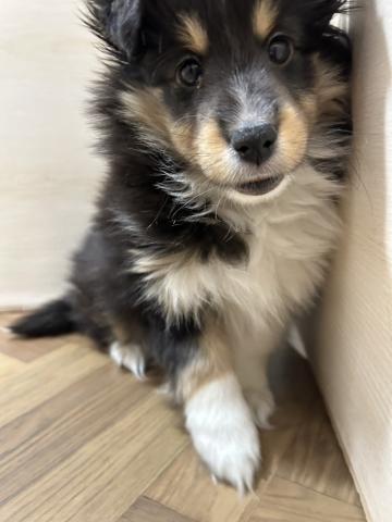 シェットランドシープドッグ