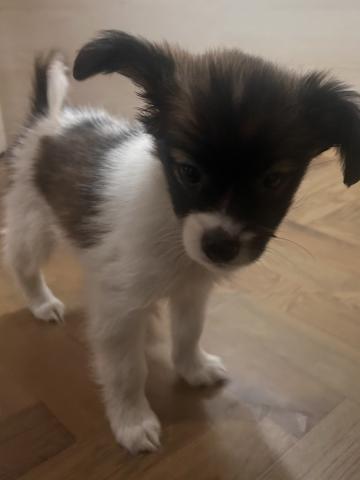 和歌山県のパピヨン (ペットアミ 和歌山インター店/2025年11月7日生まれ/女の子/ホワイトブラウン)の子犬の2枚目の画像