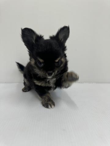 和歌山県のチワワ(ロング) (ペットアミ 紀ノ川店/2025年11月26日生まれ/男の子/ブラックタン)の子犬の1枚目の画像
