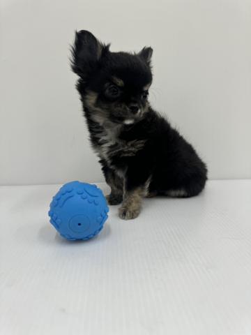 和歌山県のチワワ(ロング) (ペットアミ 紀ノ川店/2025年11月26日生まれ/男の子/ブラックタン)の子犬の2枚目の画像