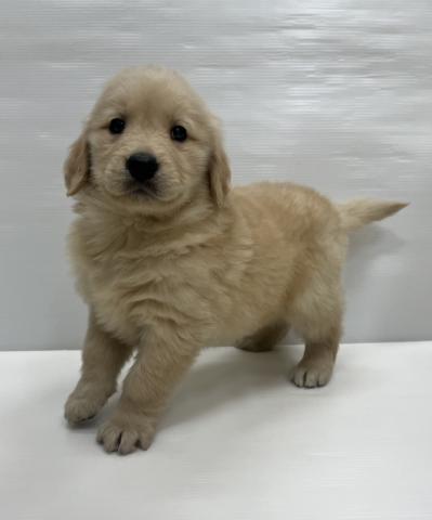 ゴールデンレトリーバー