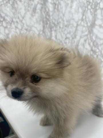 ポメラニアン