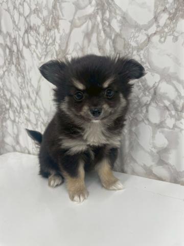 チワワ（ロングコート）