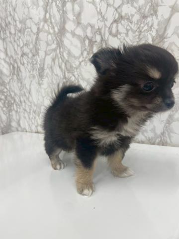 チワワ（ロングコート）