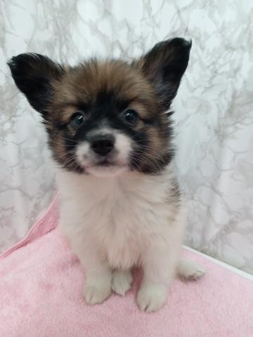 青森県のパピヨン (ペットアミ 弘前店/2026年2月25日生まれ/女の子/ホワイトブラウン)の子犬
