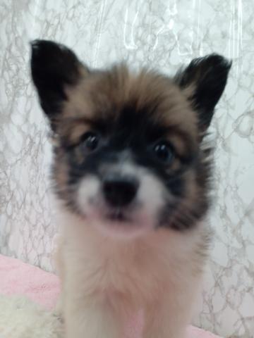 青森県のパピヨン (ペットアミ 弘前店/2026年2月25日生まれ/女の子/ホワイトブラウン)の子犬の3枚目の画像