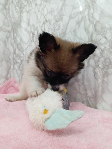 青森県のパピヨン (ペットアミ 弘前店/2026年2月25日生まれ/女の子/ホワイトブラウン)の子犬の4枚目の画像