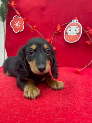 ミニチュアダックスフンド