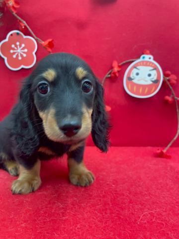 ミニチュアダックスフンド