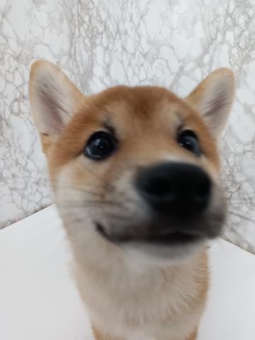 青森県の柴犬(標準サイズ) (ペットアミ 弘前店/2025年11月15日生まれ/女の子/レッド)の子犬