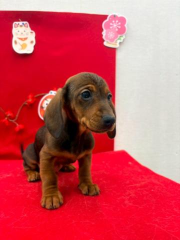 スタンダードダックスフンド