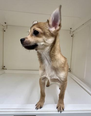 (ポメラニアン×スムースチワワ)