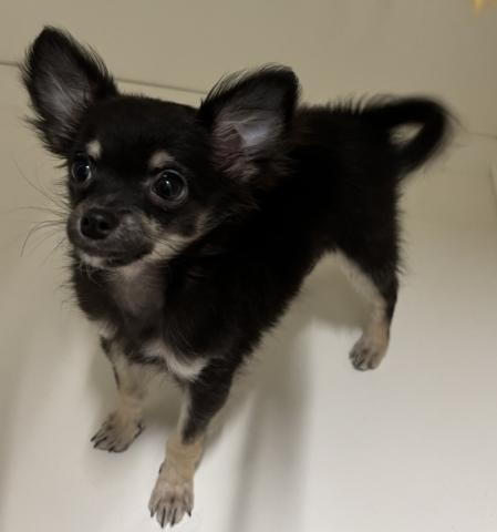 新潟県のチワワ(ロング) (ペットアミ 三条四日町店/2025年9月19日生まれ/男の子/ブラックホワイト)の子犬の2枚目の画像