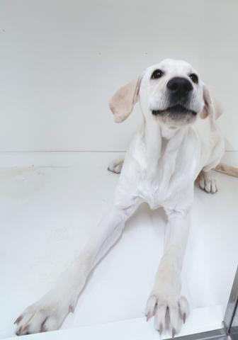 ラブラドールレトリーバー