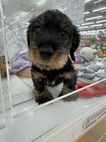 ミニチュアダックスフンド（ワイヤー）