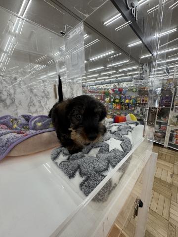 ミニチュアダックスフンド（ワイヤー）