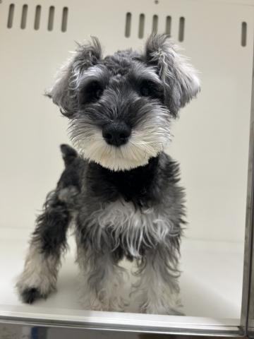 新潟県のミニチュアシュナウザー (ペットアミ 三条四日町店/2025年10月4日生まれ/男の子/ソルトペッパー)の子犬の1枚目の画像