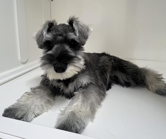 新潟県のミニチュアシュナウザー (ペットアミ 三条四日町店/2025年10月4日生まれ/男の子/ソルトペッパー)の子犬の4枚目の画像