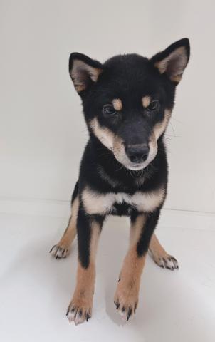 新潟県の柴犬(標準サイズ) (ペットアミ 三条四日町店/2025年9月13日生まれ/男の子/ブラック)の子犬の1枚目の画像