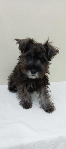 富山県のミニチュアシュナウザー (ペットアミ宮野店/2025年11月8日生まれ/男の子/ソルトペッパー)の子犬の2枚目の画像
