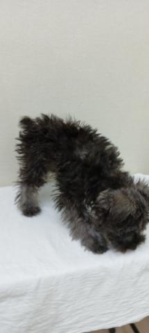 富山県のミニチュアシュナウザー (ペットアミ宮野店/2025年11月8日生まれ/男の子/ソルトペッパー)の子犬の4枚目の画像