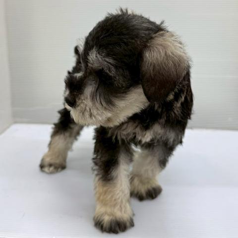 秋田県のミニチュアシュナウザー (ペットアミ 本荘インター店/2025年12月23日生まれ/男の子/ソルトペッパー)の子犬の4枚目の画像