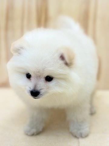 新潟県のポメラニアン (ペットアミ 柏崎店/2025年12月12日生まれ/男の子/クリーム)の子犬の2枚目の画像