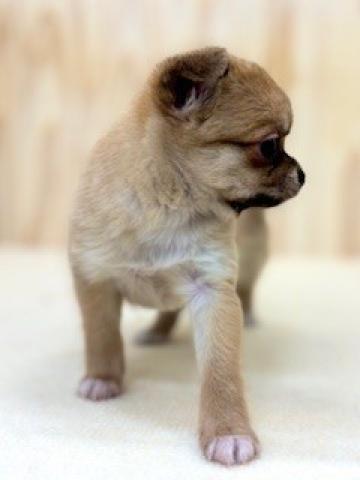 チワワ（ロングコート）