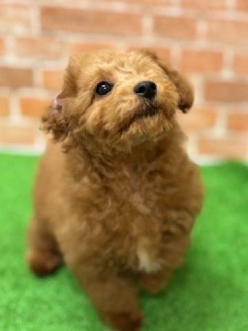 新潟県のトイプードル(トイ) (ペットアミ 柏崎店/2025年11月2日生まれ/男の子/レッド)の子犬の4枚目の画像