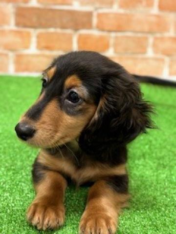 新潟県のミニチュアダックスフンド(ロング) (ペットアミ 柏崎店/2025年10月18日生まれ/男の子/ブラックタン)の子犬の2枚目の画像