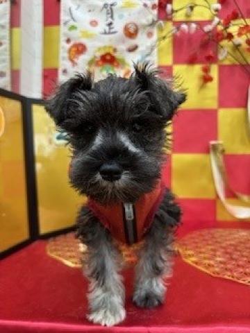 秋田県のミニチュアシュナウザー (ペットアミ 秋田卸町店/2025年10月18日生まれ/女の子/ソルトペッパー)の子犬の2枚目の画像