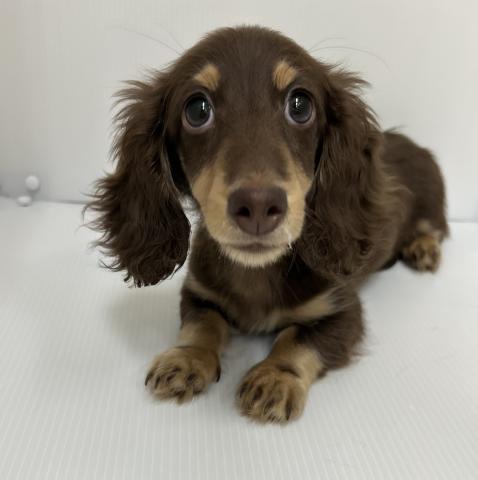 ミニチュアダックスフンド